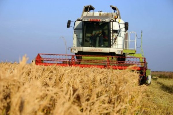 De la Ministerul Agriculturii au dispărut 1,3 milioane tone de grâu!